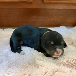 Tiramasu - female Golden Mountain Dog puppy in Seville, Ohio from Retriever Ranch