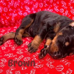 Brown - Black and rust male Doberman Pinscher puppy in Louisville, Kentucky from Ruiz Dobermans