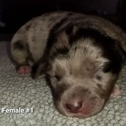 Miniature Australian Shepherd Puppies from KJs Rockin Aussies
