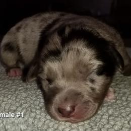 Miniature Australian Shepherd Puppies from KJs Rockin Aussies