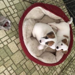 Russell Terrier Puppies from Woodside