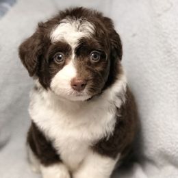 Aussiedoodle Puppies from Ohana Companions