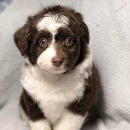 Aussiedoodle Puppies from Ohana Companions