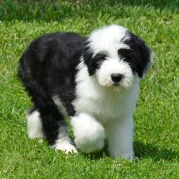 Old English Sheepdog Puppies from Roland Hills Farm