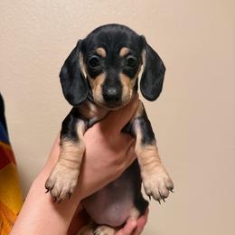 Pink - Black and cream female Dachshund puppy in Oakdale, California from Mini Dachshunds