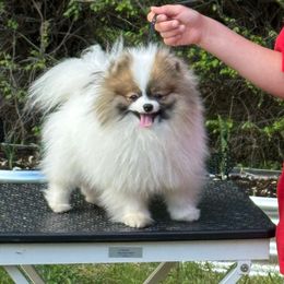 Bogey - Orange parti male Pomeranian puppy in Zionville, North Carolina from Shaner Poms