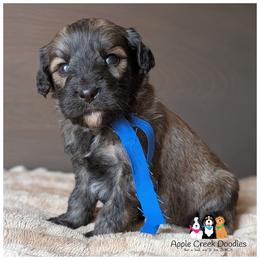 EVEREST - Apple Creek Doodles - Since 2004 - OFA.Genetics.2 Year Warranty. - Sable male Goldendoodle puppy in Jeddo, Michigan from Apple Creek Doodles