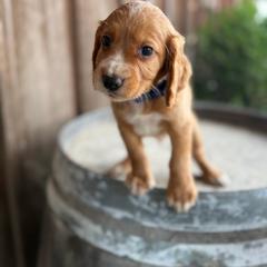 Blue Collar - Golden male English Cocker Spaniel puppy in Ohatchee, Alabama from Otter Creek Kennels