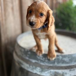 Blue Collar - Golden male English Cocker Spaniel puppy in Ohatchee, Alabama from Otter Creek Kennels