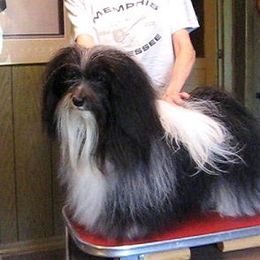 Tapscott B.I.S. Havanese breeder of Havanese