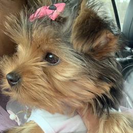 Yorkshire Terrier Puppies from YorkiStars
