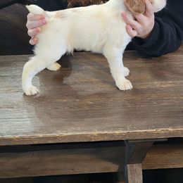 Orange Male - White and orange Brittany puppy in Rhoadesville, Virginia from HOMESCHOOLED BRITTANYS LLC