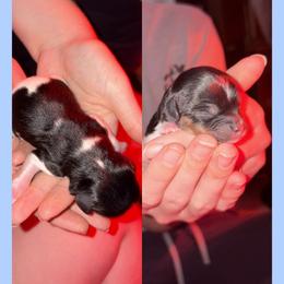 Chip - Tri-color male Cavapoo puppy in Nevada, Missouri from Backroad Fur Babies