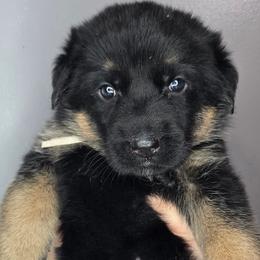 White - Black and red female German Shepherd puppy in Tony, Wisconsin from Muddy Acres German Shepherds