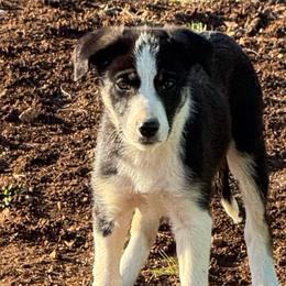 Kristoff - Tri-color male Border Collie puppy in Austin, Texas from Abundant Life Ranch Border Collies