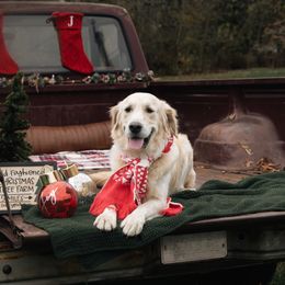 Patty - Golden Retriever