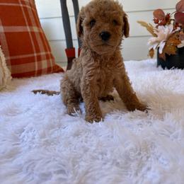 Copper - Apricot male Poodle puppy in Chesnee, South Carolina from Megan’s Spoiled Standards