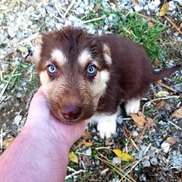 German Shepherd Puppies from Fyrestorm Shepherds