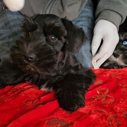 Rose - Black female Miniature Schnauzer puppy in Panama City, Florida from Emerald Coast Schnauzers
