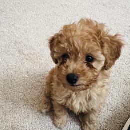 Poodle Puppies from ItalianToyPoodles