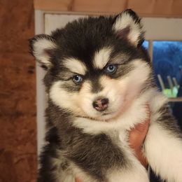 Charlotte - Pink - Black and white Pomsky puppy in Aberdeen, Maryland from True-Blue Pomskies