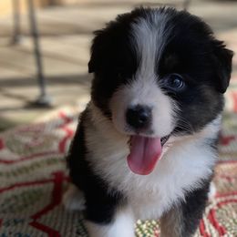 Aussiedoodles, Australian Shepherds, and Toy Australian Shepherds from Circle B Farms