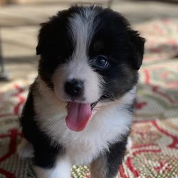 Aussiedoodles, Australian Shepherds, and Toy Australian Shepherds from Circle B Farms
