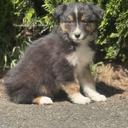 Rolo- btm2 - Black tri-color male Australian Shepherd puppy in Chehalis, Washington from Wandering Acres Ranch