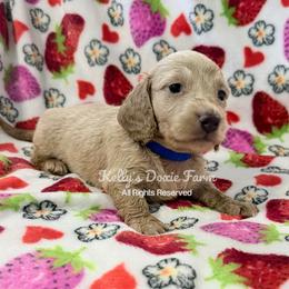 Cream Male Longhair Blue Collar - Cream male Dachshund puppy in Cleveland, Tennessee from Kelly's Doxie Farm