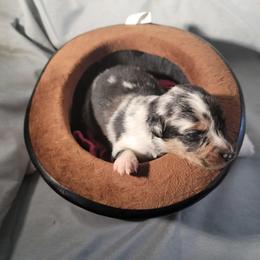 "Toad" Miniature Australian Shepherd Puppies from Wonderland Aussies