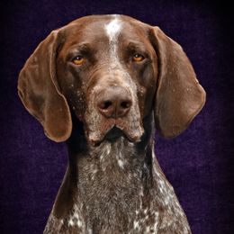 German Shorthaired Pointer puppies from Siegervale German Shorthaired Pointers