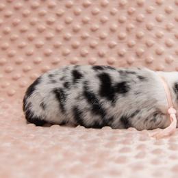 Annie - Blue merle female Miniature Australian Shepherd puppy in Lacombe, Louisiana from Indigo River Aussies