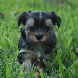 Finn - Black and gold male Yorkshire Terrier puppy in Eastland, Texas from Peach Yorkies