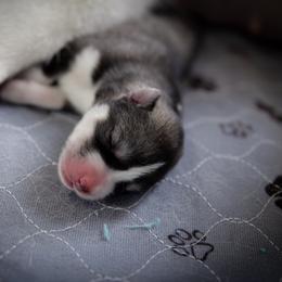 Siberian Husky Puppies from Ivie Huskies