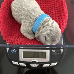 Blue collar - Tricolors male French Bulldog puppy in Clermont, Florida from Nala’s Nest