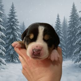 Yellow - TBD - Black, white and red female Greater Swiss Mountain Dog puppy in Everett, Pennsylvania from Sweet Stream Swissies