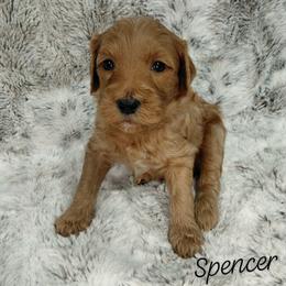 Spencer - Red  male Goldendoodle puppy in Eau Claire, Wisconsin from Fisher River Doodle's