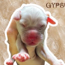 Gypsum - White and black male Dalmatian puppy in Bremen, Georgia from Clark’s Dalmatians