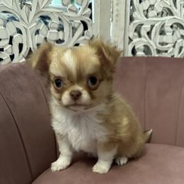 Reese - Gold and white female Chihuahua puppy in Northboro, Iowa from So Sweet Chihuahuas