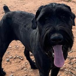 Rhea - Giant Schnauzer