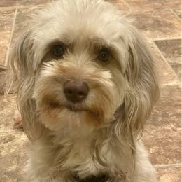 Aussiedoodles from CC's Cuddly Doodles LLC