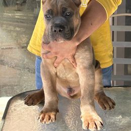 Cane Corso Puppies from Marcus Attilius Cane Corso