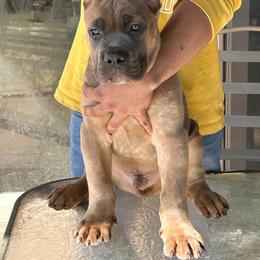 Cane Corso Puppies from Marcus Attilius Cane Corso