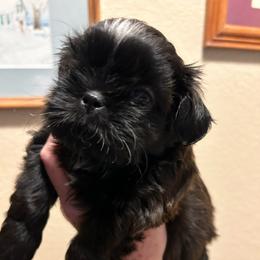 Mochi - Sable male Shih Tzu puppy in Victorville, California from Precioustzus