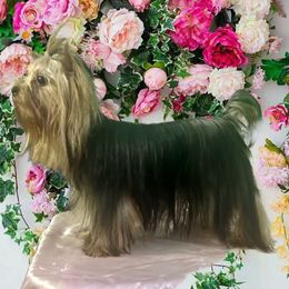 SUZIE - Yorkshire Terrier