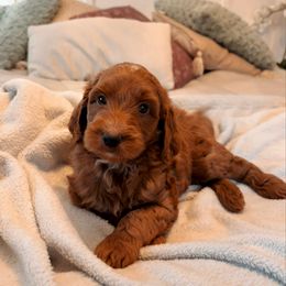 Brooklyn - Red  female Goldendoodle puppy in Acworth, Georgia from Cedarcrest Goldendoodles