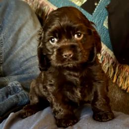 Cocoa - Brown female Cocker Spaniel puppy in Memphis, Tennessee from Cordova Cockers