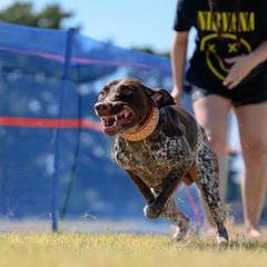 Fish - German Shorthaired Pointer