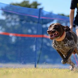 Fish - German Shorthaired Pointer