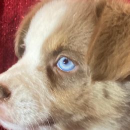Rusty - Red merle Miniature Australian Shepherd puppy in Granbury, Texas from Jubilee Acres
